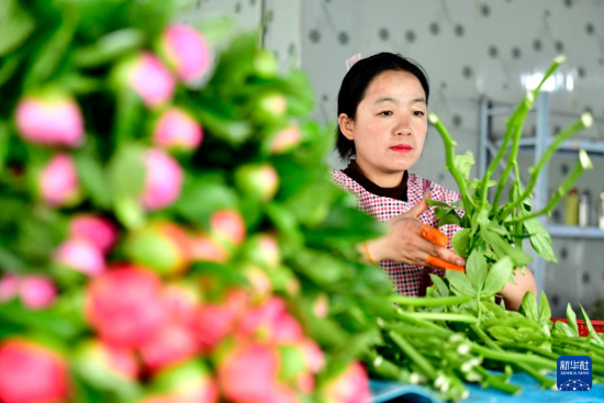 4月9日，在菏泽市定陶区杜堂镇芍药鲜切花生产基地，花农在打捆芍药花。新华社记者 郭绪雷 摄