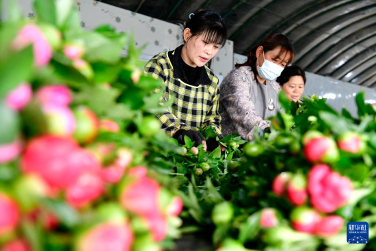 4月9日，在菏泽市定陶区杜堂镇芍药鲜切花生产基地，花农在打捆芍药花。新华社记者 郭绪雷 摄