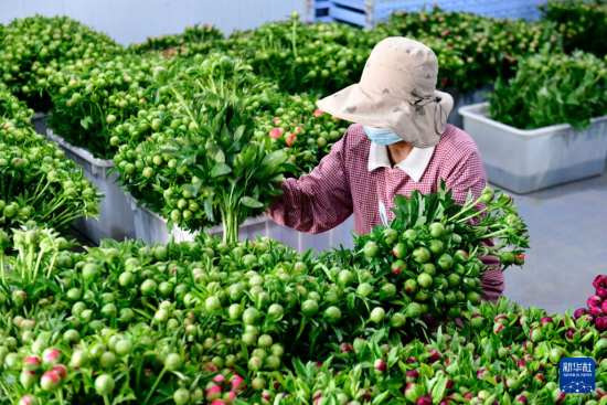 4月10日，在菏泽市鄄城县彭楼镇芍药鲜切花生产基地，花农在冷库整理芍药花。新华社记者 郭绪雷 摄