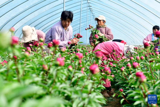 4月10日，在菏泽市鄄城县彭楼镇芍药鲜切花生产基地，花农在采摘芍药花。新华社记者 郭绪雷 摄