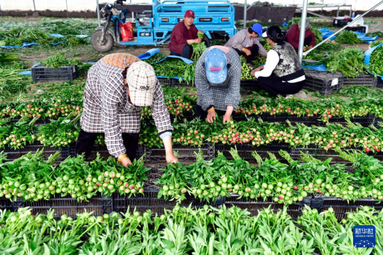 4月10日，在菏泽市鲁西新区吕陵镇芍药鲜切花生产基地，花农在整理芍药花。新华社记者 郭绪雷 摄