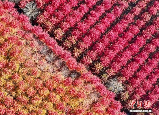 111գɽʡൺǧĶ־ȾͼΪǧĶ֡(˻Ƭ)Ž 