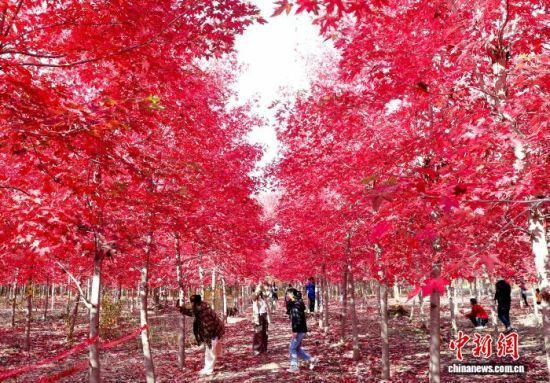 111գɽʡൺǧĶ־ȾͼΪοں档Ž 