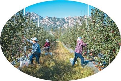 果农在林果示范园中工作。韩国华 摄