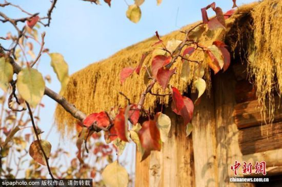 գλڱؽֵڵİ԰˪ϴҶӳֳɫӳɫʫ续ͼ/Sipaphoto