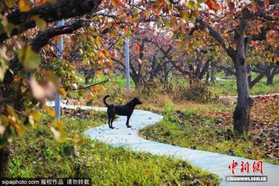 գλڱؽֵڵİ԰˪ϴҶӳֳɫӳɫʫ续ͼ/Sipaphoto