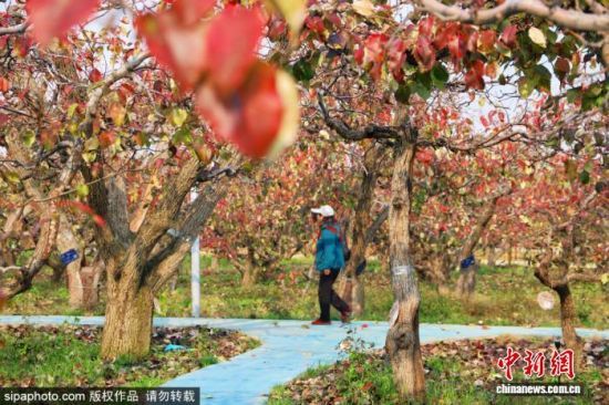 գλڱؽֵڵİ԰˪ϴҶӳֳɫӳɫʫ续ͼ/Sipaphoto