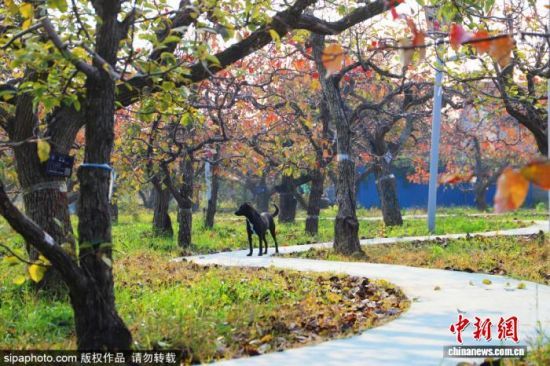 գλڱؽֵڵİ԰˪ϴҶӳֳɫӳɫʫ续ͼ/Sipaphoto