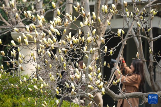 3��13�գ������ڼ����аٻ���԰�������������»������ ���ٻ� ��