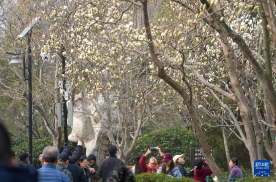 3��13�գ������ڼ����аٻ���԰�������������»������ ���ٻ� ��