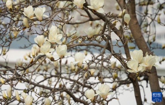 ����3��13���ڼ����аٻ���԰��������������»������ ���ٻ� ��