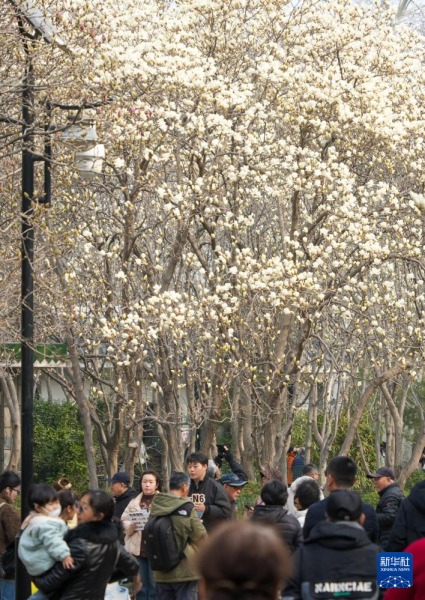 3��13�գ������ڼ����аٻ���԰�������������»������ ���ٻ� ��