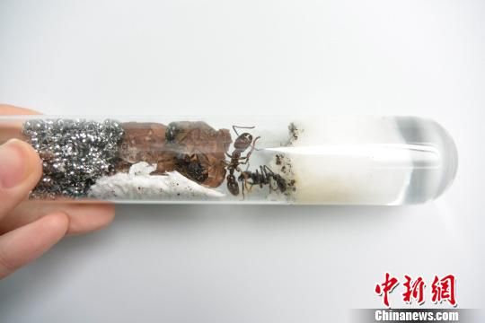 中新网成都11月3日电(张浪)3日,在四川检验检疫局实验室内,记者见到浑身黝黑的偷渡客,近千只试管摆放在实验室。大多数试管内只有一只蚂蚁,每只试管长约10厘米,口径约2厘米,底部盛放有5毫升透明液体,两头塞有粉、白、蓝色的棉花,中间一只黑得发亮的蚂蚁上蹿下跳,精力极其旺盛。