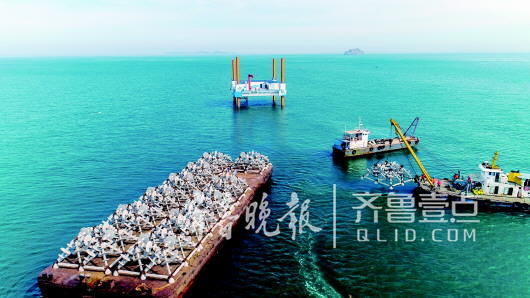 山东:日捕海参6000斤 海洋牧场再造鱼虾"天堂"