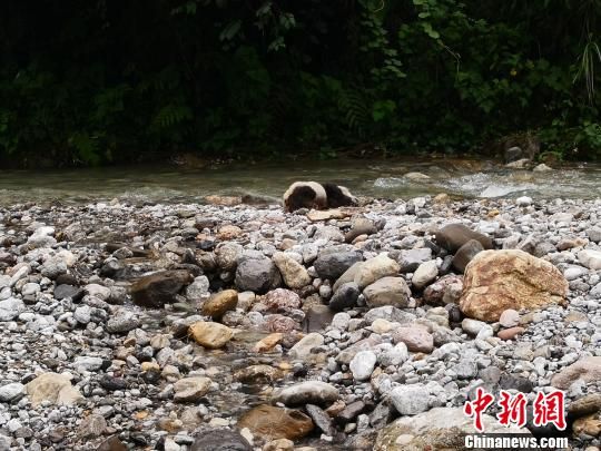 3日,保护区管护人员张学良沿大邑县西岭镇云华村小河子沟区域进行巡护。13时30分左右,巡查到云华村9社磨子坡处,在小河子沟的河中央河滩上,发现一只已经死亡的大熊猫幼体。张学良当即报告了黑水河自然保护区管理处。保护区管理处向上级主管部门报告,并将这只疑似遭暴雨后被洪水溺亡的大熊猫幼仔尸骸送到成都市野生动物救护中心(成都动物园)。成都市野生动物救护中心会同成都大熊猫繁育研究基地专家连夜检查处理。