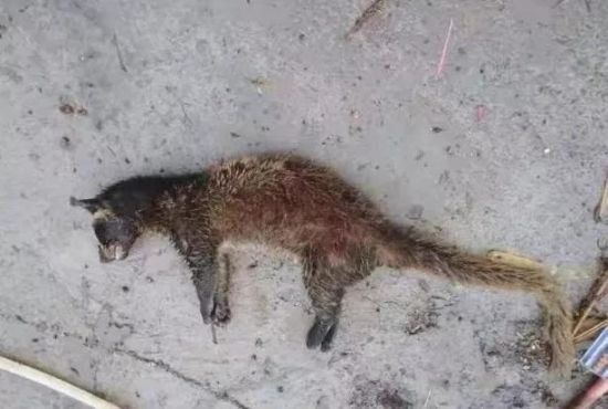 其将捕猎器安装在后山的树林中,通过非法手段捕获了两只野生动物果子