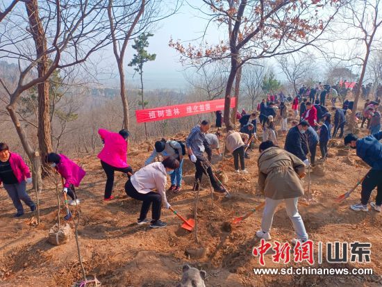 臨沭縣民眾整地、挖坑、栽種，踴躍加入到植樹造綠活動中。臨沭縣委宣傳部供圖