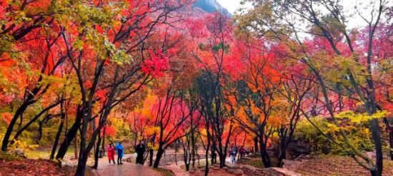 金秋十月,石门坊漫山红叶进入最佳观赏期。景区供图。 金秋十月,石门坊漫山红叶进入最佳观赏期。景区供图。