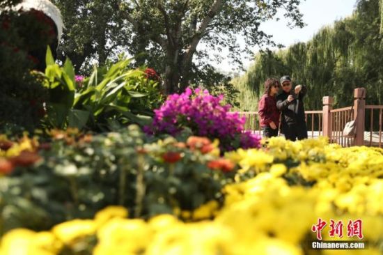 资料图:中国传统节日重阳节,游人在北京北海公园观赏菊花。中新社记者 王紫儒 摄 资料图:中国传统节日重阳节,游人在北京北海公园观赏菊花。中新社记者 王紫儒 摄