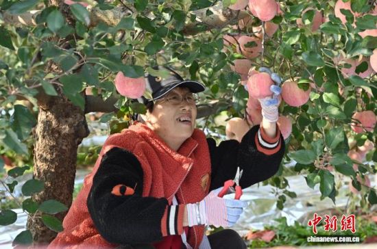 1029գйƻ֮ɽ̨ϼеĹ԰ͮͮƻ׺֦ͷũæŲժּװƻ10Ѯйƻ̨ϼӭһ۵Ĳռƻ½ڡĿǰϼƻﵽ100Ķ60Һ͵ճ 