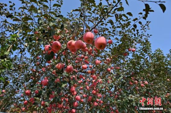 1029գйƻ֮ɽ̨ϼеĹ԰ͮͮƻ׺֦ͷũæŲժּװƻ10Ѯйƻ̨ϼӭһ۵Ĳռƻ½ڡĿǰϼƻﵽ100Ķ60Һ͵ճ 