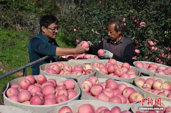 1029գйƻ֮ɽ̨ϼеĹ԰ͮͮƻ׺֦ͷũæŲժּװƻ10Ѯйƻ̨ϼӭһ۵Ĳռƻ½ڡĿǰϼƻﵽ100Ķ60Һ͵ճ 