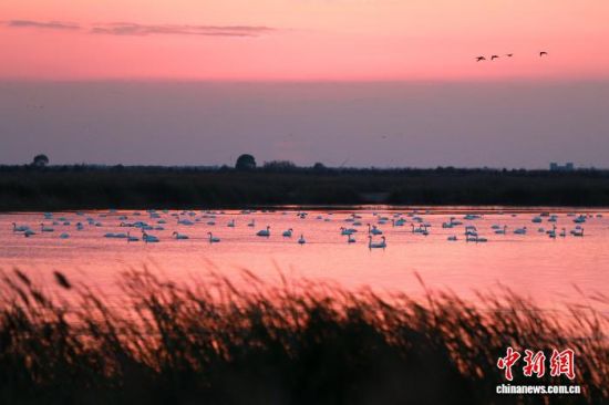 在东营黄河入海口,一群天鹅在夕阳下栖息觅食。(资料图)梁犇 摄 在东营黄河入海口,一群天鹅在夕阳下栖息觅食。(资料图)梁犇 摄