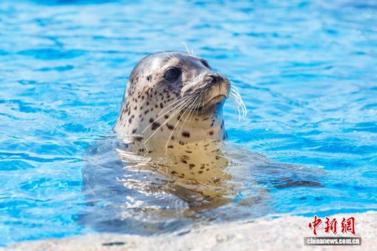 11月3日,海合安青岛极地海洋公园斑海豹保育及研究中心正式成立,图为中心内的斑海豹。(主办方供图) 11月3日,海合安青岛极地海洋公园斑海豹保育及研究中心正式成立,图为中心内的斑海豹。(主办方供图)