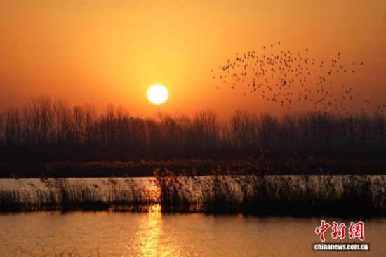 日出时分,菏泽市巨野县龙堌镇龙美湿地公园湖面波光粼粼,飞鸟成群结队。田帅 摄 日出时分,菏泽市巨野县龙堌镇龙美湿地公园湖面波光粼粼,飞鸟成群结队。田帅 摄