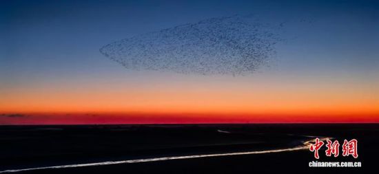 图为山东东营黄河三角洲国家级自然保护区的“鸟浪”奇观。杨斌 摄 图为山东东营黄河三角洲国家级自然保护区的“鸟浪”奇观。杨斌 摄