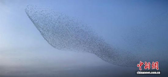 图为山东东营黄河三角洲国家级自然保护区的“鸟浪”奇观。杨斌 摄 图为山东东营黄河三角洲国家级自然保护区的“鸟浪”奇观。杨斌 摄