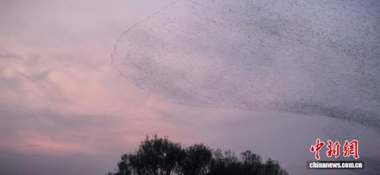 图为山东东营黄河三角洲国家级自然保护区的“鸟浪”奇观。杨斌 摄 图为山东东营黄河三角洲国家级自然保护区的“鸟浪”奇观。杨斌 摄