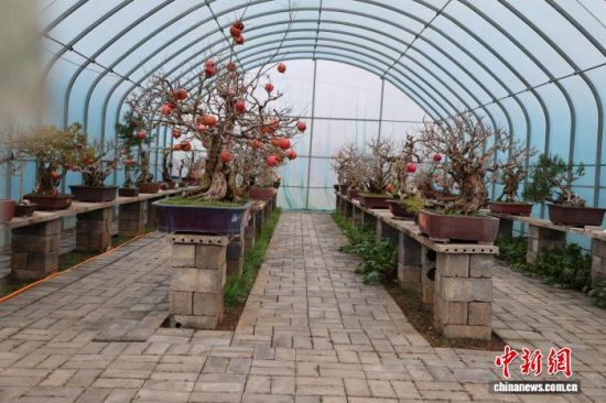 一家盆景工作室打造得石榴盆景。孙婷婷 摄 一家盆景工作室打造得石榴盆景。孙婷婷 摄