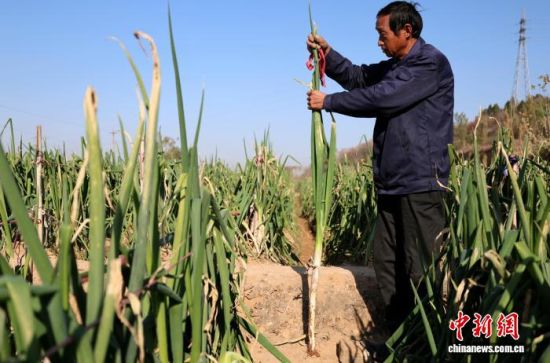 11月19日,在山东章丘,“种葱行家”苗发勇从田间刨出一根一人高的大葱。 中新社记者 赵晓 摄 11月19日,在山东章丘,“种葱行家”苗发勇从田间刨出一根一人高的大葱。 中新社记者 赵晓 摄
