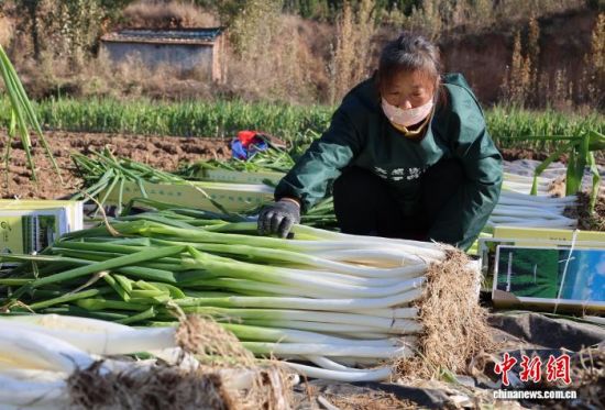 11月19日,山东章丘的葱农在田间地头将刚收获的大葱整理装箱。 中新社记者 赵晓 摄 11月19日,山东章丘的葱农在田间地头将刚收获的大葱整理装箱。 中新社记者 赵晓 摄