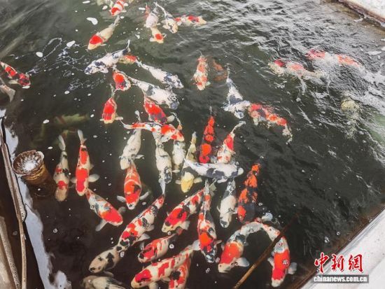 �һ�ɽ�´����ص㷢չ������ֳ��źϺ�������������ҽ�����ҵ��פ�������� ��