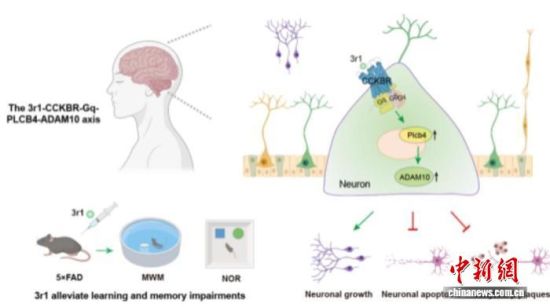 山东大学团队研发出Gq偏向性激动剂3r1这把“精准钥匙”,有效改善了阿尔茨海默病(AD)患病模型的认知障碍。山东大学供图 山东大学团队研发出Gq偏向性激动剂3r1这把“精准钥匙”,有效改善了阿尔茨海默病(AD)患病模型的认知障碍。山东大学供图