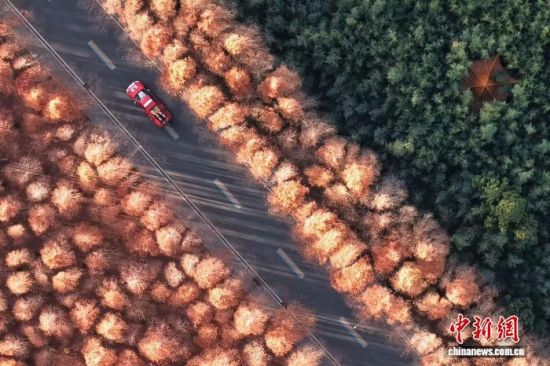 12月1日,日照海滨森林公园斑斓如画。(无人机照片)王鑫 摄 12月1日,日照海滨森林公园斑斓如画。(无人机照片)王鑫 摄