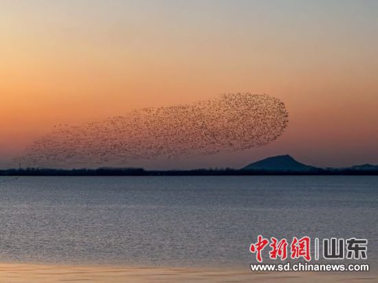 图为潍坊峡山湖鸟浪奇观(摄影 峡山湖文旅窦东升) 图为潍坊峡山湖鸟浪奇观(摄影 峡山湖文旅窦东升)