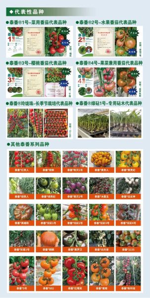 “泰番”系列代表品种 “泰番”系列代表品种