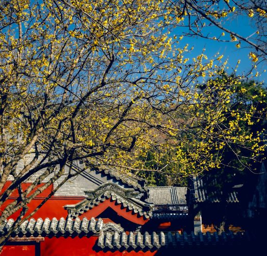 普照寺近代栽植的虎蹄腊梅。刘国庆 摄 普照寺近代栽植的虎蹄腊梅。刘国庆 摄