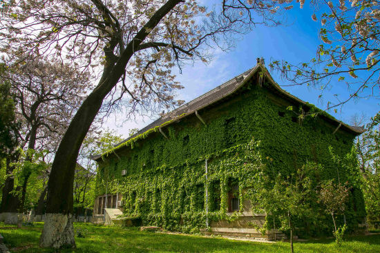 45号 山东大学蔡清香 《山东大学趵突泉校区的那些古老建筑》