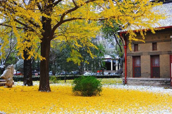 题目:山医初雪   图片说明: 山东大学趵突泉校区校园初雪,雪白的