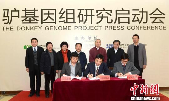 据项目组负责人、山东省农科院研究员王长法介绍:驴全基因组研究项目是世界上首次开展的驴基因组测序工作。研究将绘制基因组精细图谱,确定影响肉、皮、奶、生长速度、繁殖力、耐粗饲和抗病性等经济性状的部分功能基因;将对国内外主要驴品种进行基因组重测序工作,鉴定出影响皮、肉、奶、生长速度、繁殖力、抗病性等性状的DNA标记,在未来率先建成具有自主知识产权的驴全基因组选择育种技术和国际标准,并从分子水平上解码该物种的遗传、进化规律,阐述驴皮阿胶药效的分子成因。