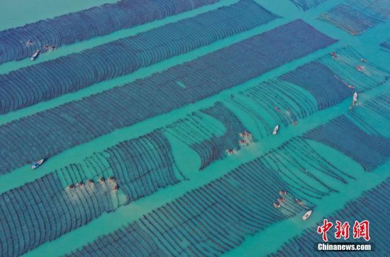 山东荣成进入海带收获季 蓝色海田蔚为壮观