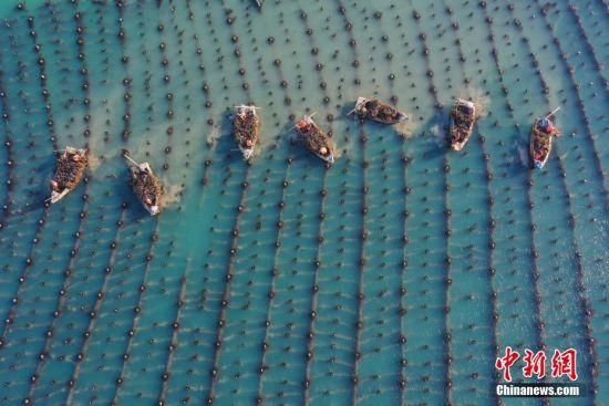 山东荣成进入海带收获季 蓝色海田蔚为壮观