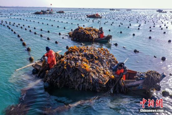 山东荣成进入海带收获季 蓝色海田蔚为壮观