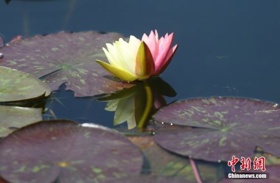 529գ㽭侹ųַ԰ദˮ˫ɫ˯ţ̬֮ʤա