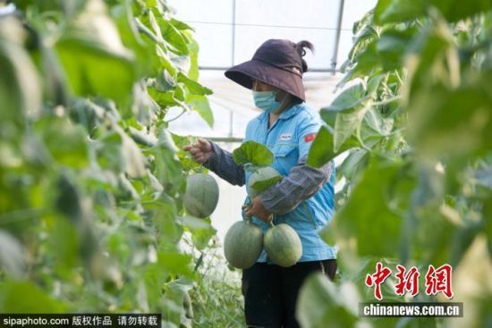 9月24日，山东滨州。位于滨州市阳信县金阳街道现代农业产业园内的哈密瓜迎来收获季。农民抢抓农时开展农事劳作，田间地头一派繁忙景象。贾世清 摄