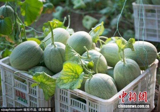 9月24日，山东滨州。位于滨州市阳信县金阳街道现代农业产业园内的哈密瓜迎来收获季。农民抢抓农时开展农事劳作，田间地头一派繁忙景象。贾世清 摄